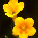 Image of bentflower fiddleneck