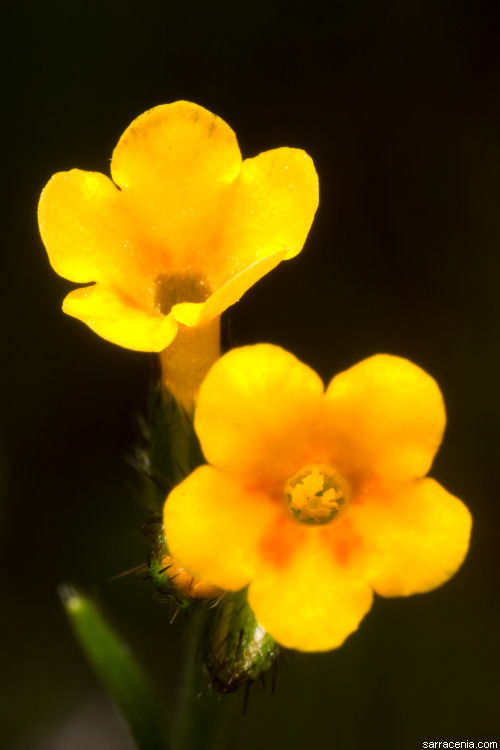 Image of bentflower fiddleneck