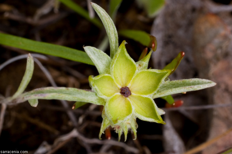 Imagem de Ancistrocarphus filagineus A. Gray