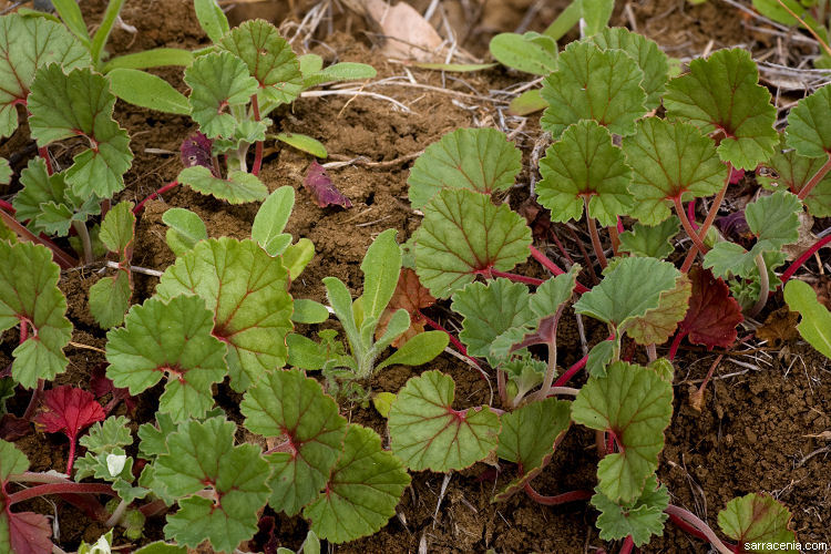 Image of <i>California macrophylla</i>