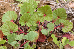 Image of <i>California macrophylla</i>