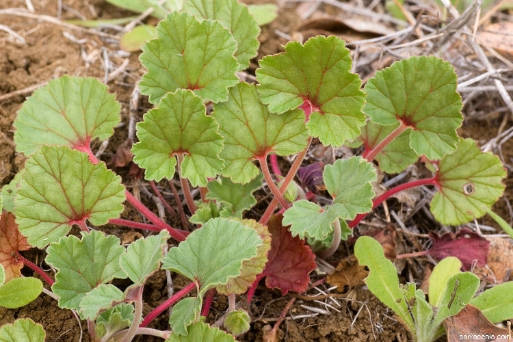 Image of <i>California macrophylla</i>