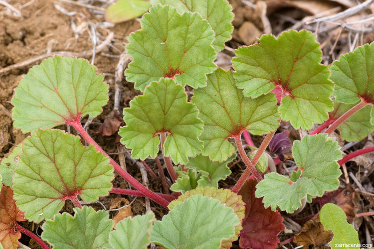 Image of <i>California macrophylla</i>