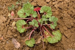 Image of <i>California macrophylla</i>