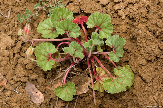 Image of <i>California macrophylla</i>