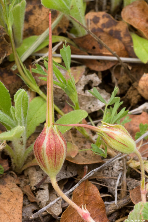 Image of <i>California macrophylla</i>