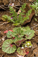 Image of <i>California macrophylla</i>