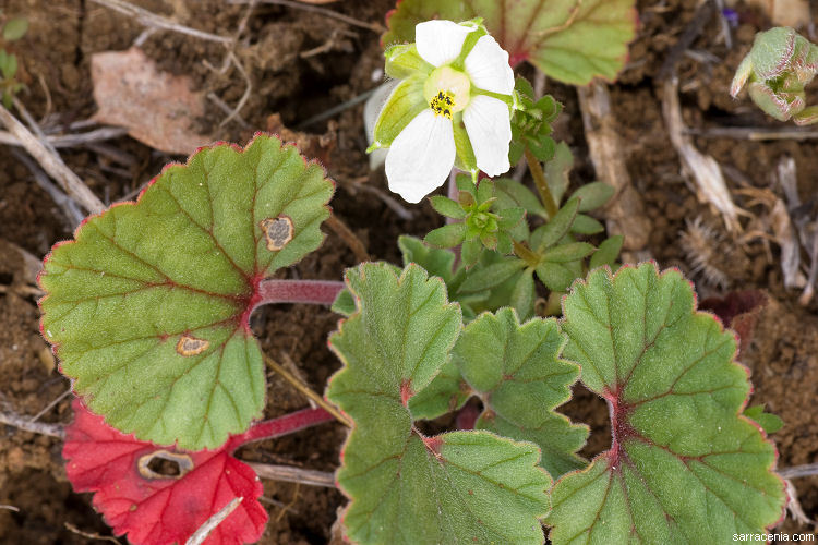 Image of <i>California macrophylla</i>