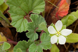 Image of <i>California macrophylla</i>