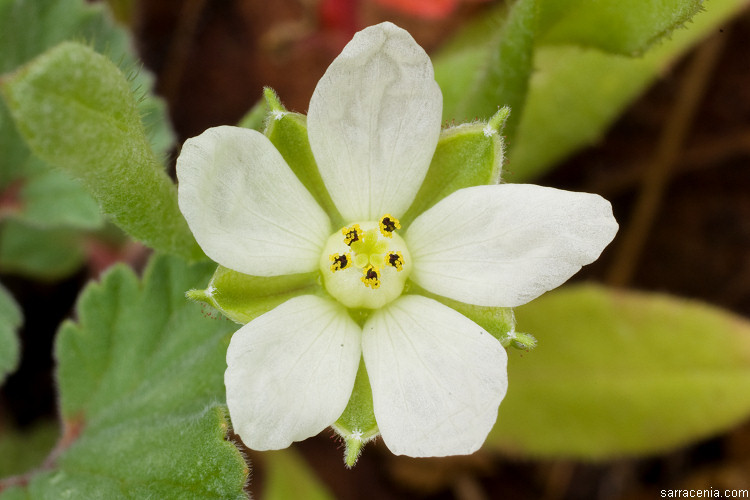 Image of <i>California macrophylla</i>