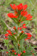 Image of wavyleaf Indian paintbrush