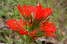 Image of wavyleaf Indian paintbrush