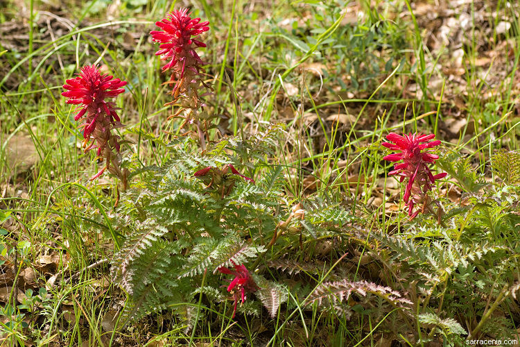 Imagem de Pedicularis densiflora Benth.