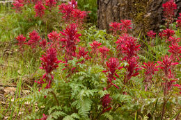 Слика од Pedicularis densiflora Benth.