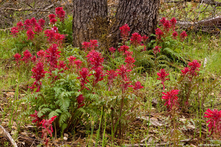 Слика од Pedicularis densiflora Benth.