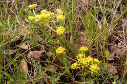 Image of common lomatium