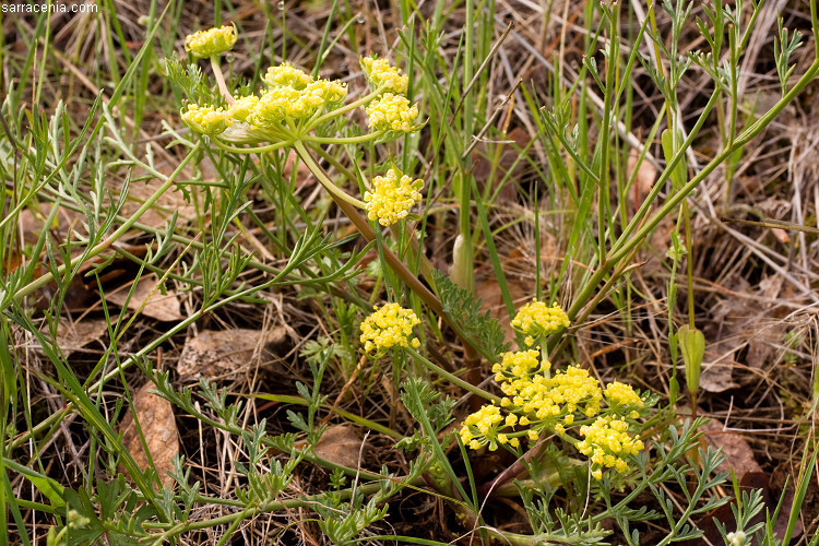 Image of common lomatium