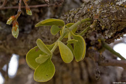 Image of Christmas mistletoe