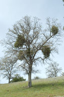 Image of Christmas mistletoe