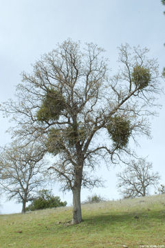 Image de Phoradendron leucarpum subsp. tomentosum (DC.) J. R. Abbott & R. L. Thomps.