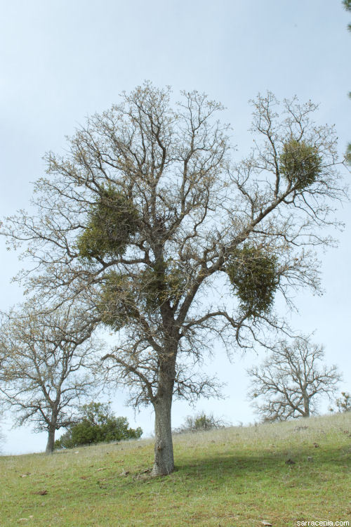 Imagem de Phoradendron leucarpum subsp. tomentosum (DC.) J. R. Abbott & R. L. Thomps.