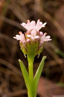 Image of <i>Plectritis ciliosa</i>