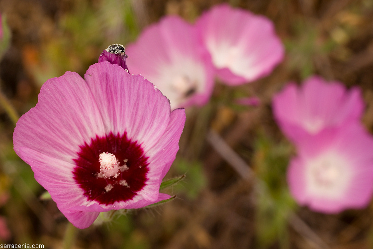 Image of fringed checkerbloom