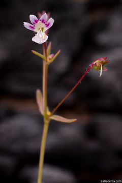 Image of Small-flower Tonella