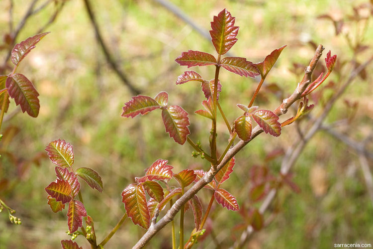 Image of Pacific poison oak