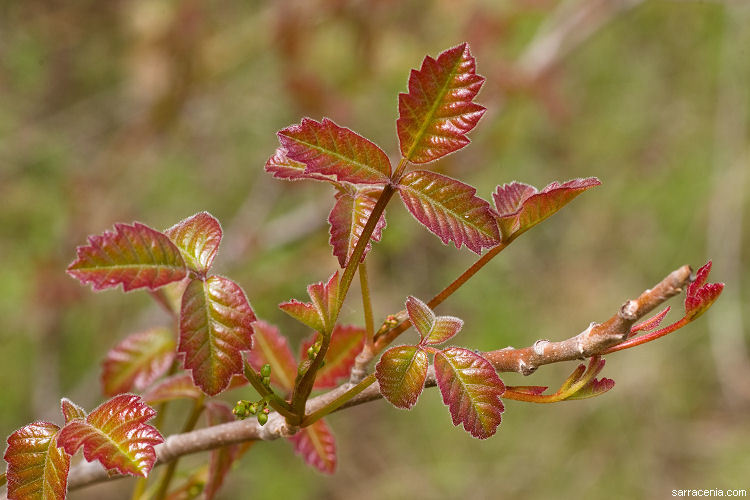 Image of Pacific poison oak