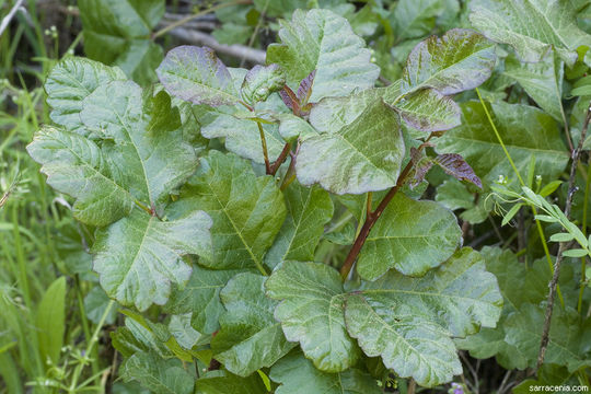 Image of Pacific poison oak