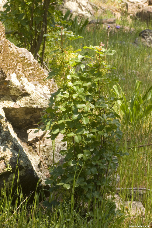 Image of Pacific poison oak