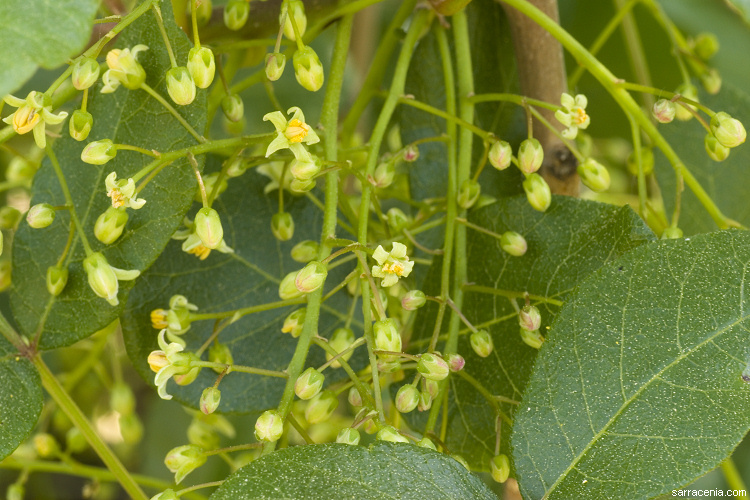 Image of Pacific poison oak