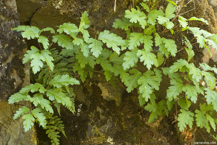 Image of Pacific poison oak