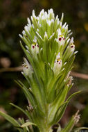 Image of attenuate Indian paintbrush