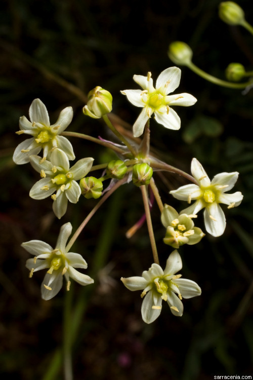 Imagem de Muilla maritima (Torr.) S. Watson ex Benth.