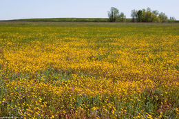 Image of Fremont's goldfields