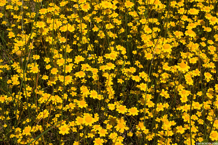 Image of Fremont's goldfields