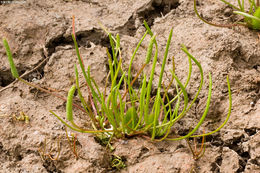 Image of Vernal-Pool Mousetail