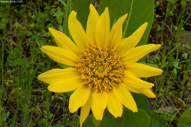 Image of whitehead mule-ears