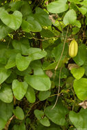 Image of California dutchman's pipe