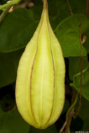 Image of California dutchman's pipe