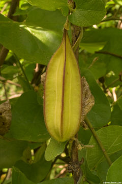 Image of California dutchman's pipe