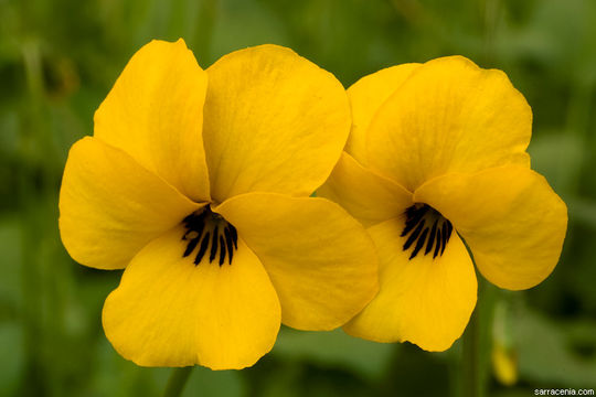 Viola pedunculata Torr. & Gray resmi