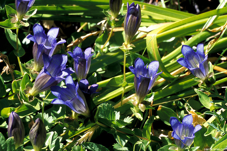 Image of Bog Gentian