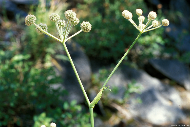 Image of <i>Sphenosciadium capitellatum</i>