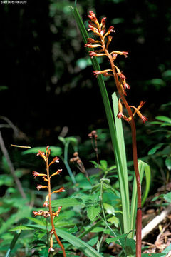 Image of Spotted coralroot