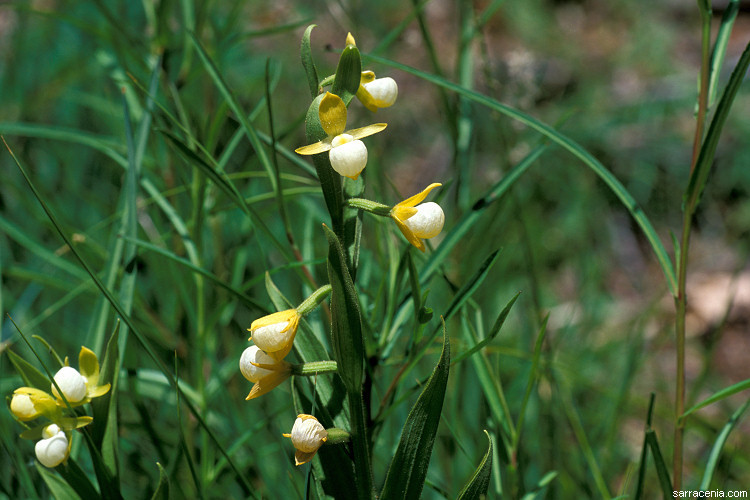 Imagem de Cypripedium californicum A. Gray