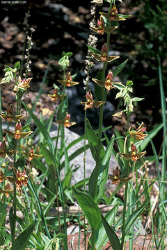 Image of Stream orchid