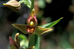 Слика од Epipactis gigantea Douglas ex Hook.